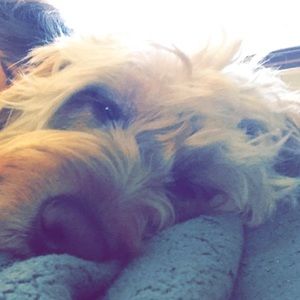 Meet your Posher, Lemah